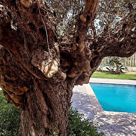 Olive Sense With Jacuzzi And Sauna
